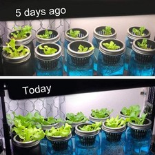 100PCS Net Cups With 100PCS Sponges Plastic Breathable Bottomless Garden Plant 0.25 per sponge