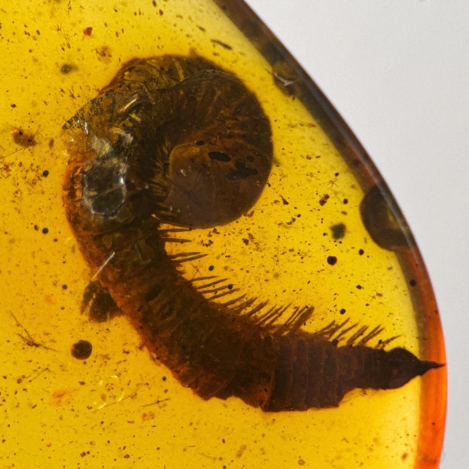 BIG MILLIPEDE in Burmese / Burmite amber fossil / 100% genuine amber - Image 3 of 4