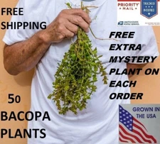 50 Bacopa  live aquarium plants planted tank beginner plant  aquascaping