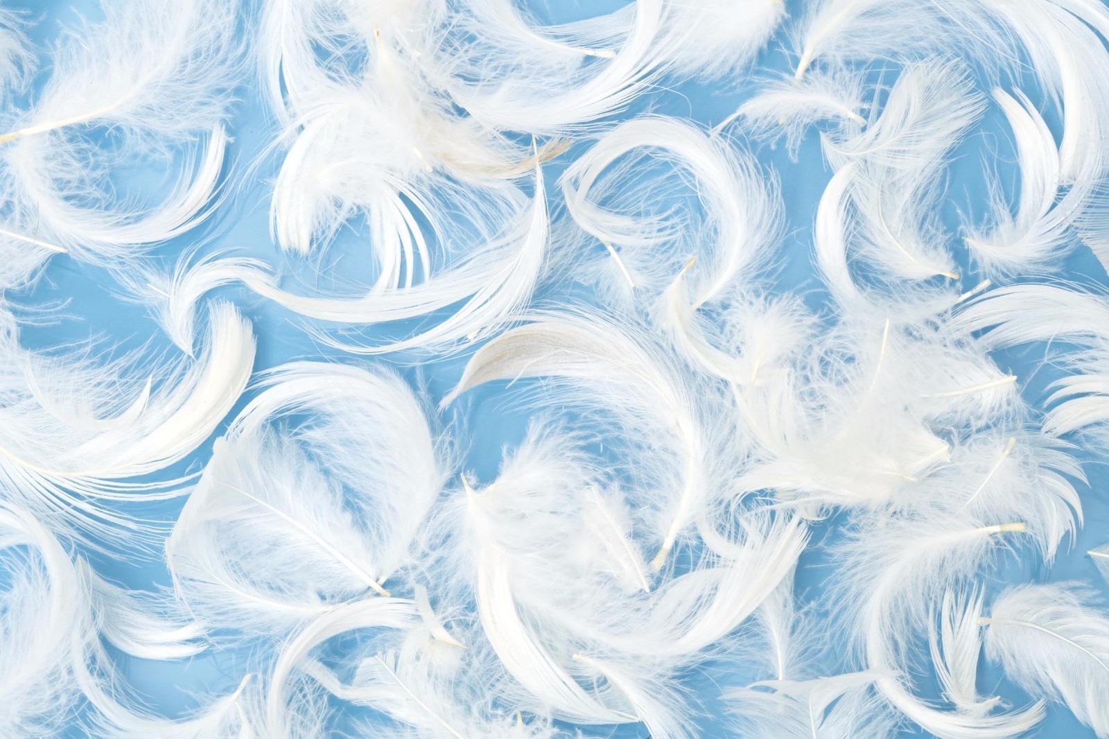 3D Feather 854 854 854 Kitchen Mat Floor Murals Wall Print Wall AJ WALLPAPER AU Carly 8e9b76 3D Feather 854 854 854 Kitchen Mat Floor Murals Wall Print Wall AJ WALLPAPER AU Carly 8e9b76