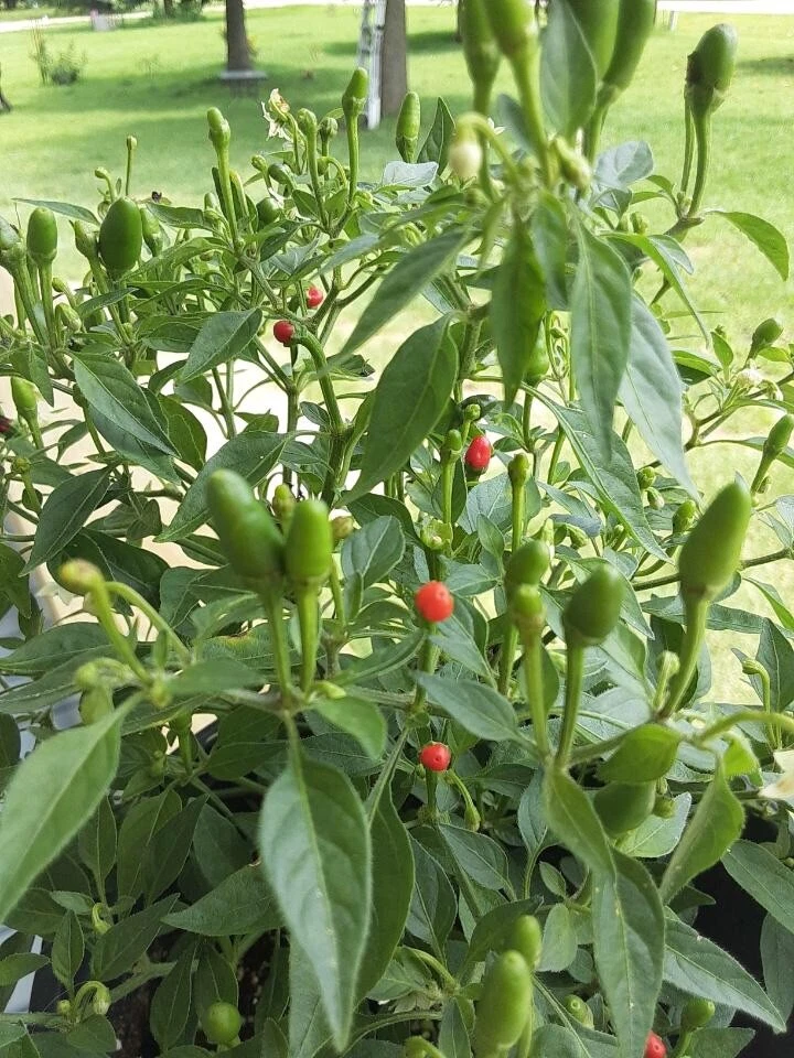 Pequín Chile Salvaje, Chiltepin, Chile del Monte, Chile de Montaña. (Semillas 100+Cuenta) Foto 2 de 3