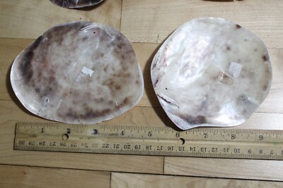 4 Grandes Coquilles D'huître Plate (saddle Oyster) Pour Artisanat - Taille 4 à 5 Pouces