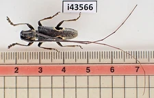i43566. Insects, butterflies: Cerambycidae sp. North Vietnam