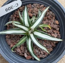 RareCacti Agave VR White Rhino White mediopicta garden Decor random
