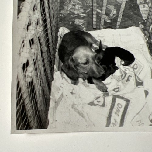 1950s DACHSHUND momma with PUPPIES on Crib Weenie DOG vintage Photo Snapshot - Picture 6 of 7