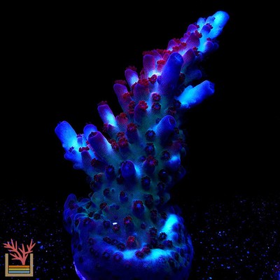 PC NightCrawler Acropora Frag Zoanthids SPS LPS Corals, 1 Inch