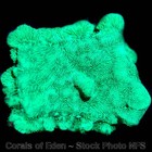 Corals of Eden ~ WYSIWYG Live Coral Frag ~ Kryptonite Leptoseris Coral SPS — photo 8