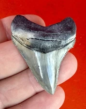 Beautiful 2.22 Inch Aurora chubutensis Shark Tooth, Lee Creek North Carolina