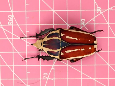 Mecynorhina ugandensis Male 47mm...! SUPER CLEAN...!!!