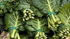 Premium Georgia Southern Collard Greens - Fresh Organic Heirloom Seeds - Awesome