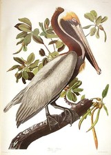 John James AUDUBON / Brown Pelican From The Birds of America Amsterdam Edition
