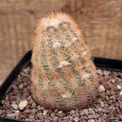 A5475 ECHINOCEREUS REICHENBACHII pot12-H11-W7 cm MaMa Cactus