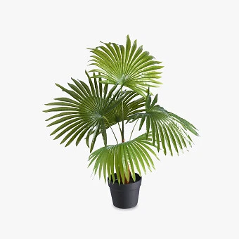 Houseplants