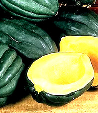 Table Queen Acorn Squash Seeds 10 SEEDS NON-GMO -BUY 4 ITEMS FREE SHIPPING