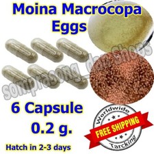 6 Moina Egg Capsules Live Fish Food  Hatch Fast  Daphnia Alternative
