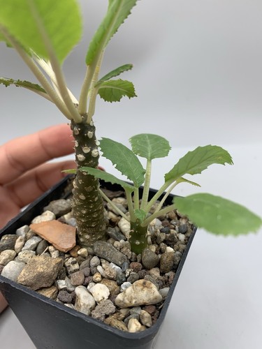 Dorstenia crispa Succulent Plant H 12 Cm Pot 7 Cm Foglie Verdi Inermis - Foto 4 di 6