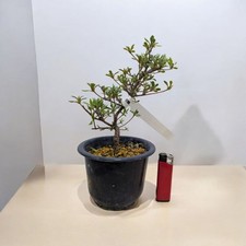 Imported Satsuki Azalea BENIBENI 紅紅 Bonsai  Tree In 12cm Pot B-2