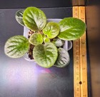 African Violet PLANT Hunter's Dew Drops (Semimini) — photo 2
