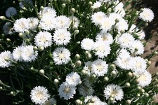 250 TALL WHITE BACHELOR BUTTON SEEDS CORNFLOWER FRESH FOR YOUR FLOWER GARDENS