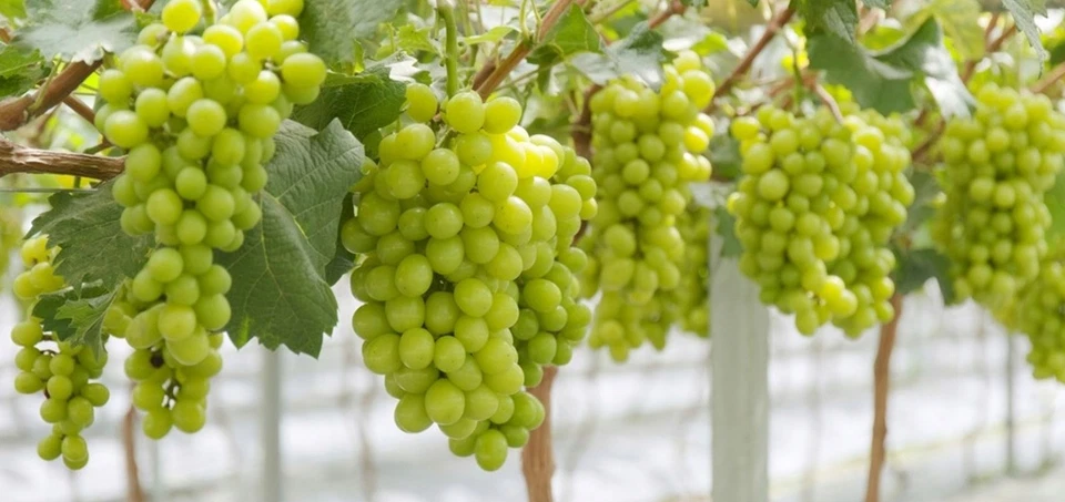 Weintraube SOLARIS 30-40 cm im Container - Bild 4 von 4