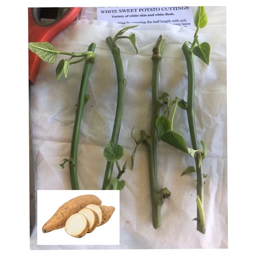 White Skin &  Flesh Sweet Potato 5 cuttings   Grown Organically (Ipomea Batatas)