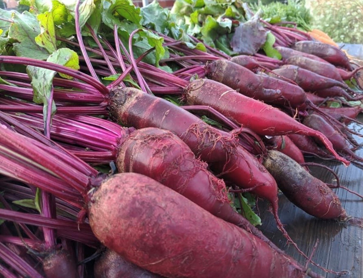 Cylindra Beet Seeds | Heirloom | Organic | Rare Variety | Vegetable ...