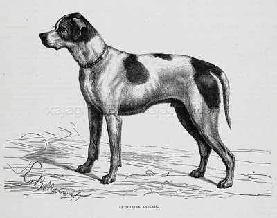 Dog English Pointer Braque Dog Breed ID'd, 1870s Antique Engraving Print