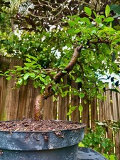 CHINESE ELM  Pre-Bonsai /Bonsai Tree  Cold Hardy /
