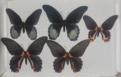 Papilio rumanzovia - 2 Males, 3 Females f. semperinus *Philippines*