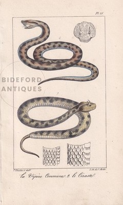 1834 ASP & HORNED VIPER Print - Hand-Coloured Antique Wall Art - 5.8 x 8.9 Inch