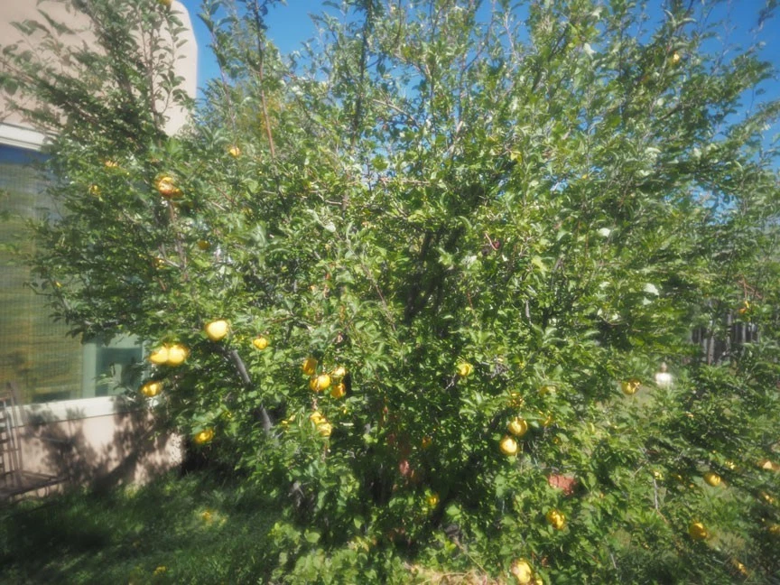 Kodak Pictorial Diffusion Disk Series VII - Image 4 of 4