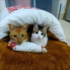 Japanese Deep Sleep Cave Cat Dog Warm Sleeping Bag Removable Nest Cushion Pillow