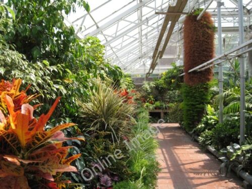 Photo 6x4 In the tropical house, Victoria Park  Stafford A traditional ar c2011 - Foto 1 di 1