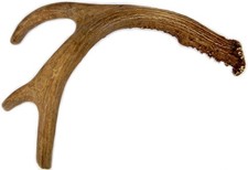 Deer Antler Dog Chew, Medium, 9 Inches to 13 Inches Long. Perfect for Your Me...