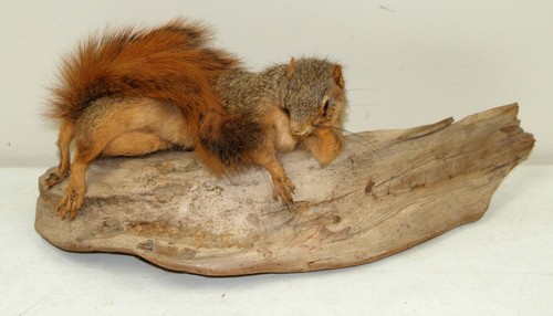 Rare!! Vtg TAXIDERMY "Funny Posing" SQUIRREL ON LOG MOUNT Novelty (Quirky Pose!)