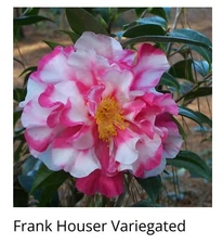 FRANK HOUSER VARIEGATED  Camellia Japonica-Starter Plant