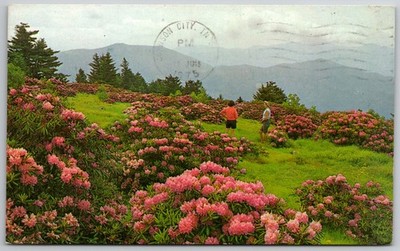 Vintage Roan Mountain Rhododendron Postcard 1975 Johnson City TN NC