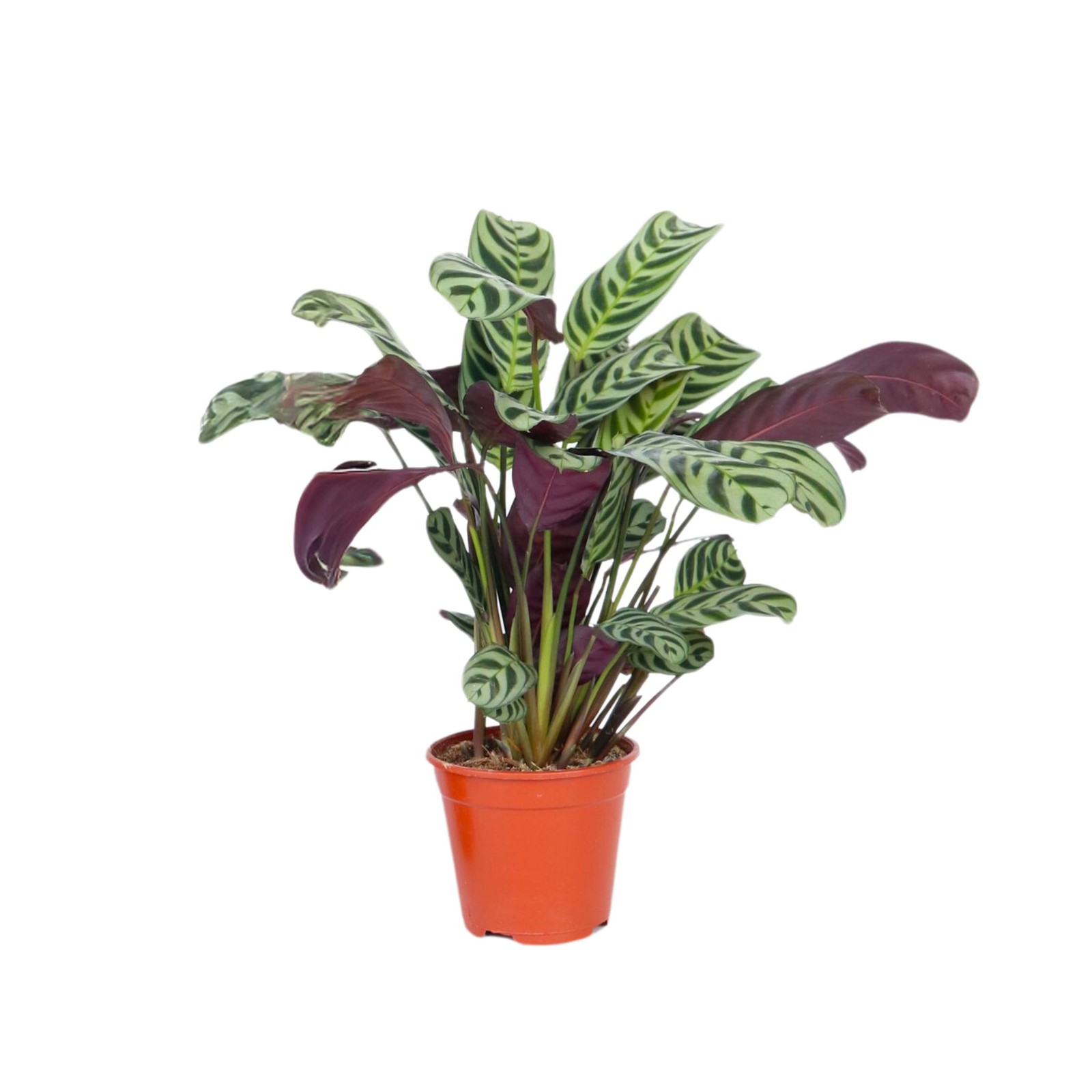 Pianta da letto a spina di pesce - Ctenanthe 'burle-marxii' - a25-40cm - ⌀12cm