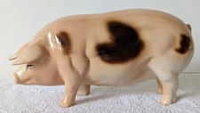 Coopercraft large 20cm Gloucester Old Spot Pig immaculate condition 