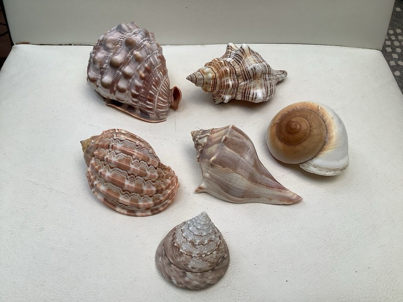Vtg Natural Sea Shell Lot 6 Bullmouth Helmet, Striped Fox, Muffin, Harp, Whelk