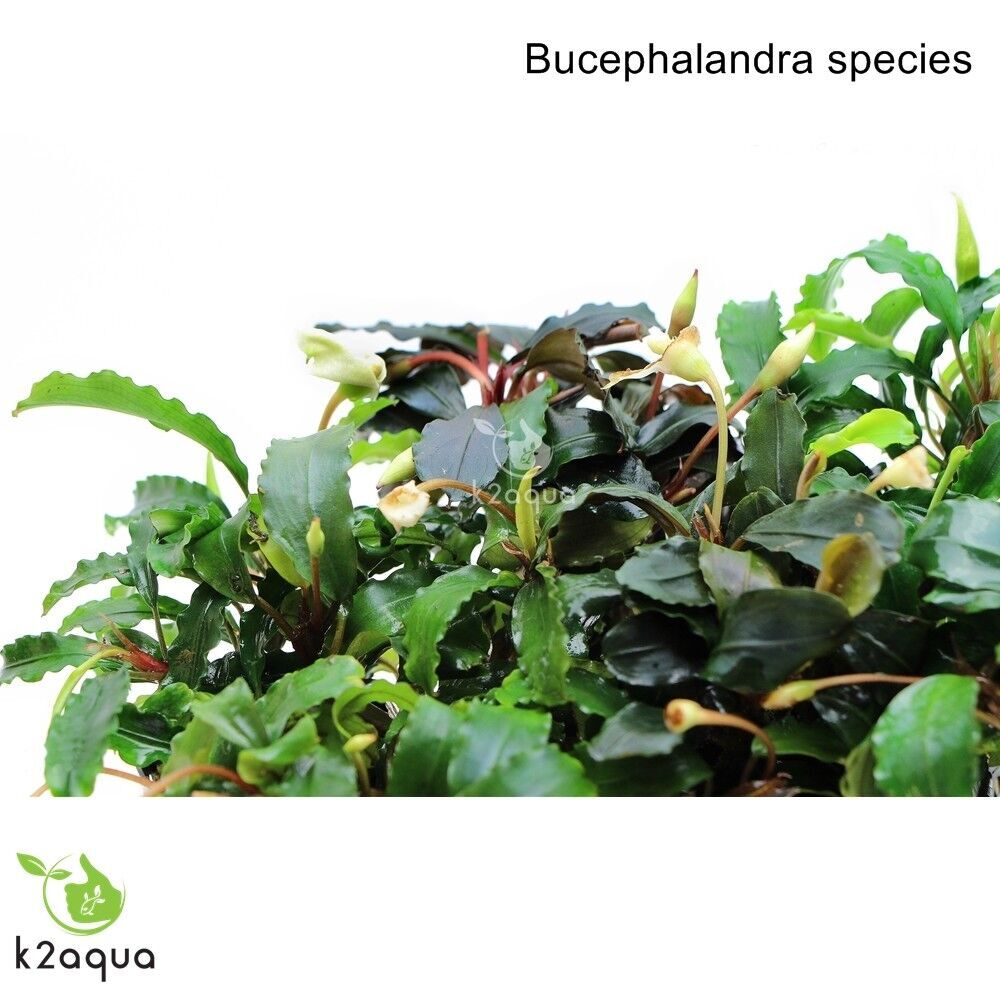Bucephalandra 60 species Live Aquarium Plants Terrarium Tropical