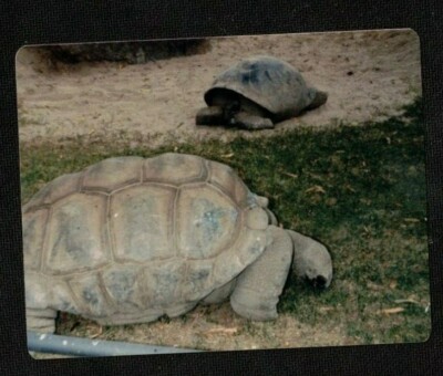Vintage Photograph Two Huge Turtles / Tortoise Crawling on the Ground