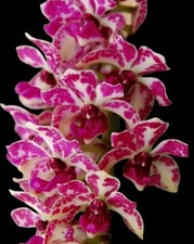 Rhynchostylis gigantea x sib ‘Red Spots’ (3.5” pot)