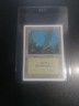 1994 Magic: The Gathering Revised Forest