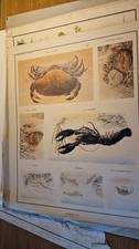 Vintage Macmillan School Educational print poster Nature crustaceans 