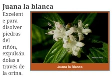  Té juana la blanca 