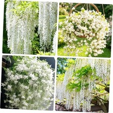 Climbing Weeping Jasmine Flower Seeds for Planting, 100 pcs Fragrant Perennial