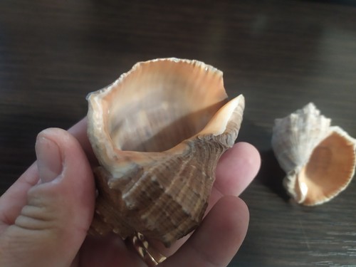 Rapan SET 3 Pcs. Shell natural, Black Sea Odessa - Picture 5 of 12