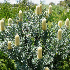 Sceptre Banksia   (Banksia sceptrum)   5 seeds