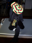 Picture 4 of 7